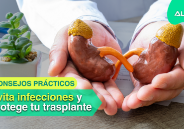 Maqueta de riñones en manos de un médico con consejos de ALCER Alicante para evitar infecciones en el trasplante renal