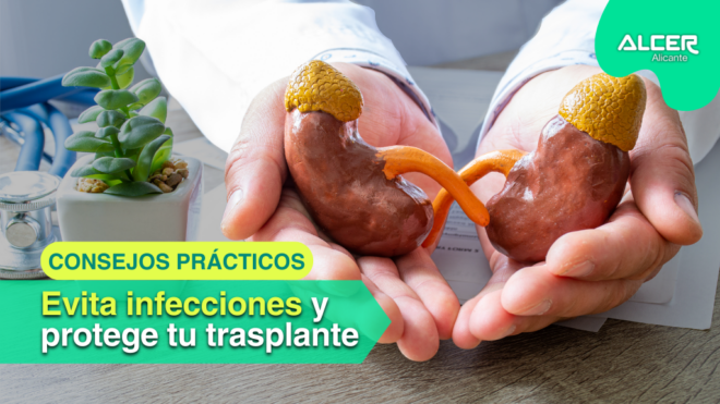 Maqueta de riñones en manos de un médico con consejos de ALCER Alicante para evitar infecciones en el trasplante renal